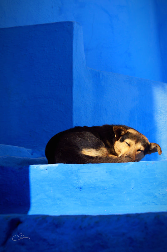 Chien de rue