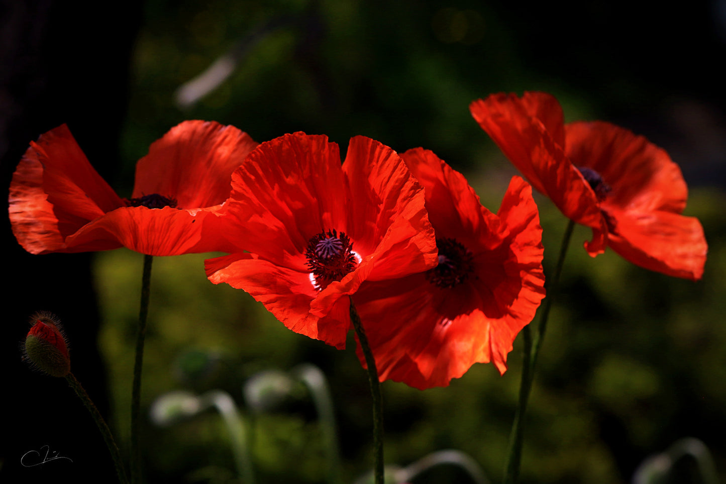 Rouge Danse