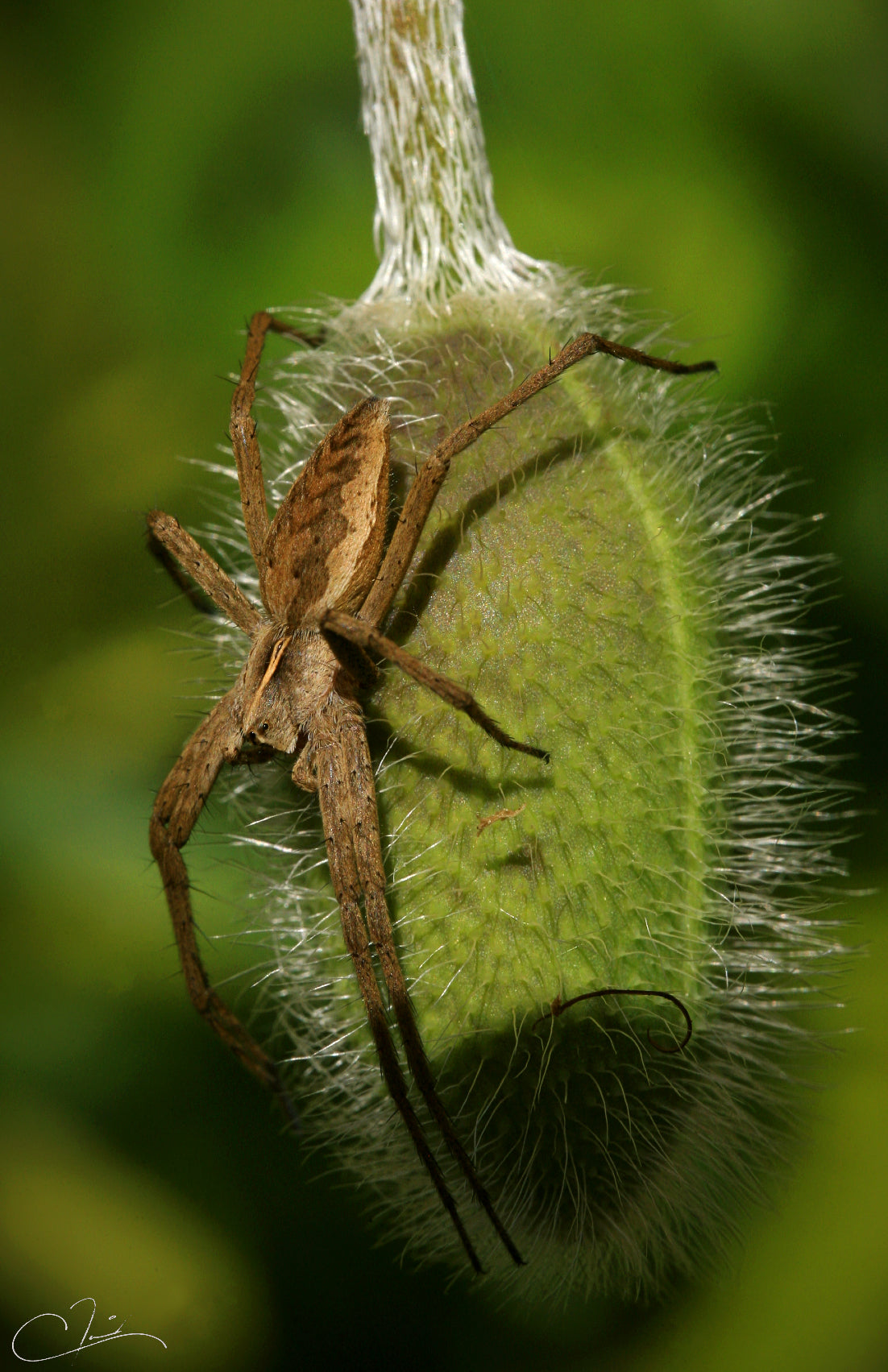 Pose Jardin